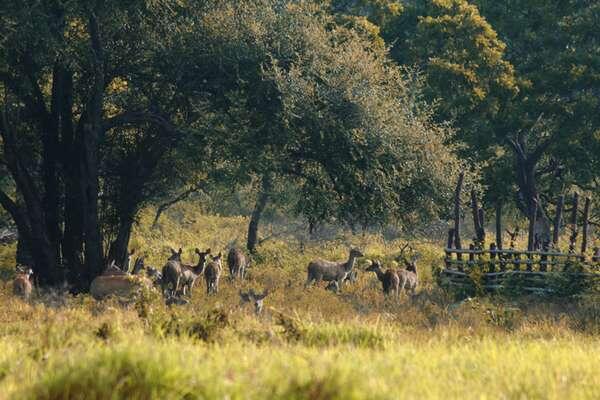 Taman Nasional Baluran, Rasa Afrika di Pulau Jawa