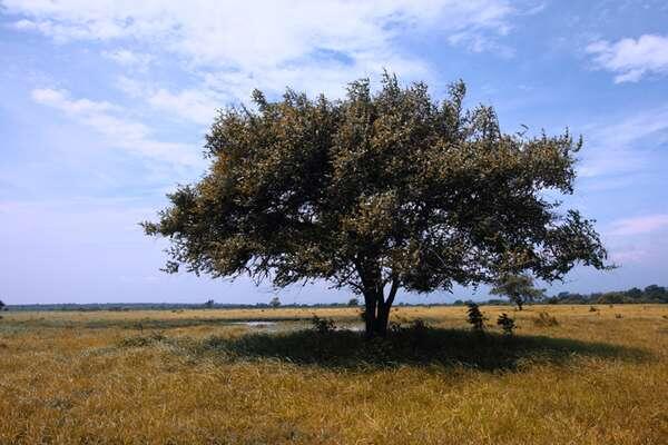 Taman Nasional Baluran, Rasa Afrika di Pulau Jawa