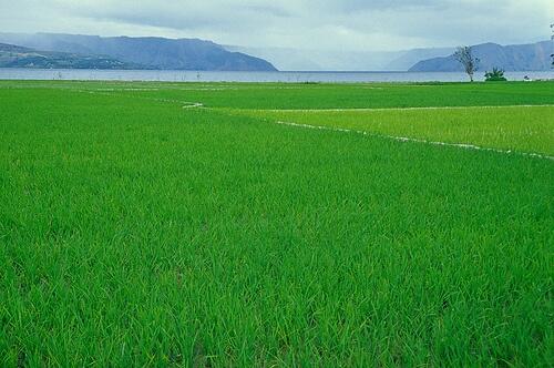 Danau Toba : Keajaiban Wisata Alam yang Menakjubkan