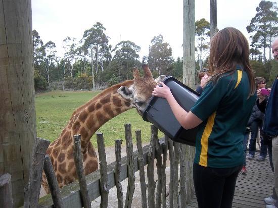 Orana Wildlife Park ( New Zealand )