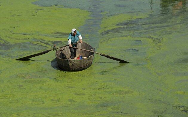 Pemandangan ganggang di pesisir dan danau di Cina