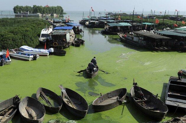 Pemandangan ganggang di pesisir dan danau di Cina