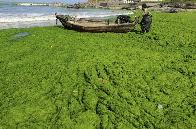 Pemandangan ganggang di pesisir dan danau di Cina