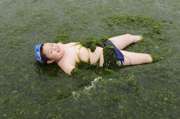 Pemandangan ganggang di pesisir dan danau di Cina