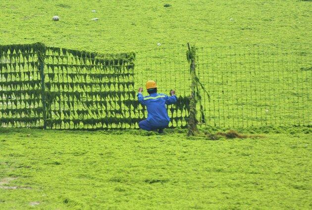 Pemandangan ganggang di pesisir dan danau di Cina