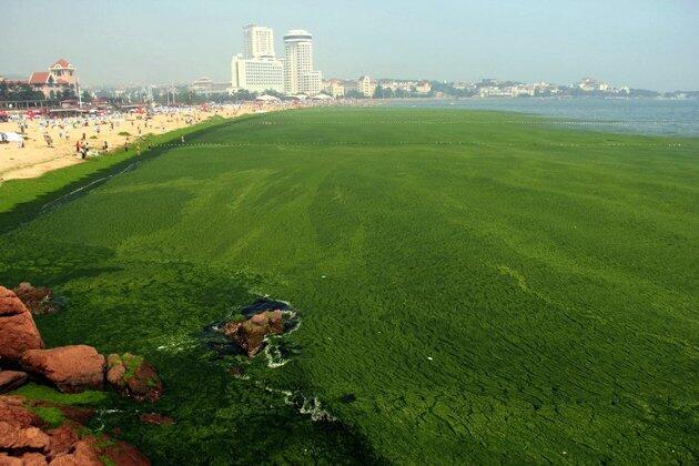 Pemandangan ganggang di pesisir dan danau di Cina