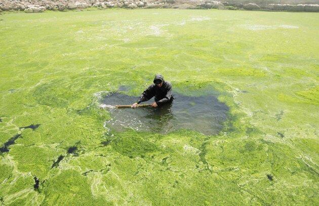 Pemandangan ganggang di pesisir dan danau di Cina