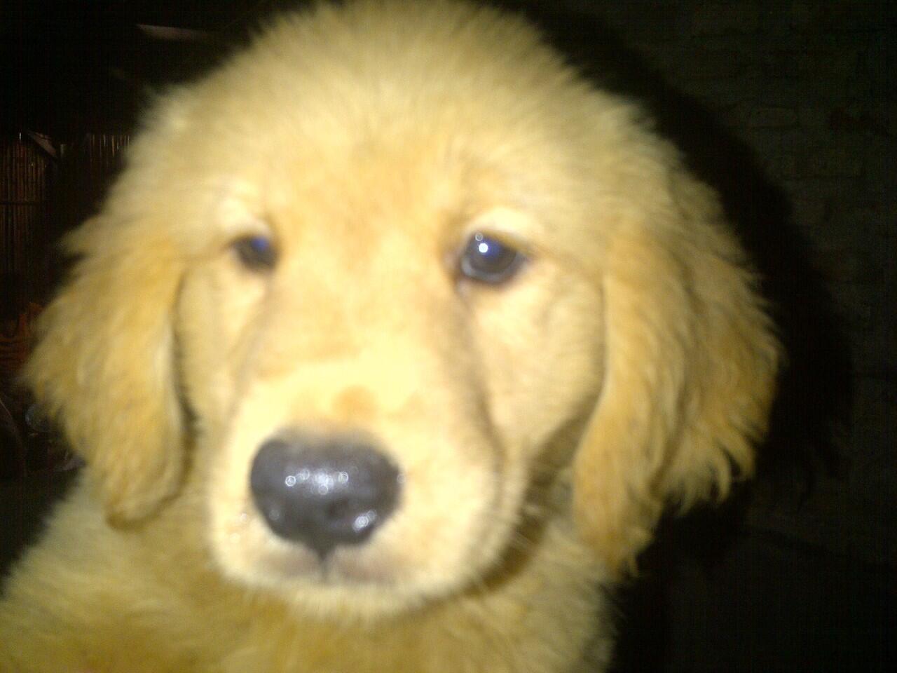 Dijual Anakan/Puppies Anjing Golden Retriever