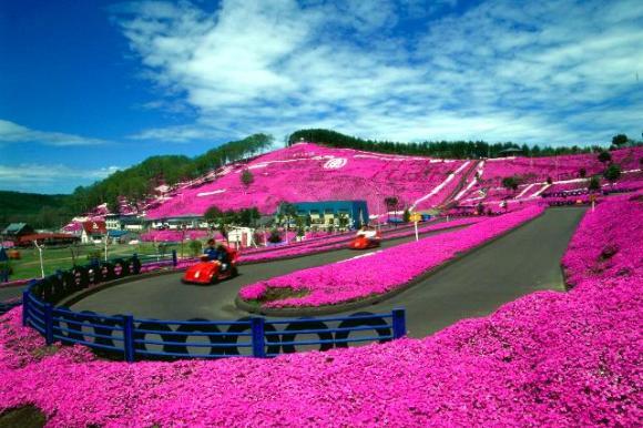 Indahnya Bukit Pink di Hokkaido.