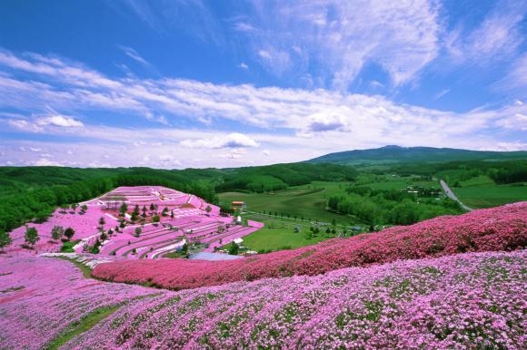 Indahnya Bukit Pink di Hokkaido.