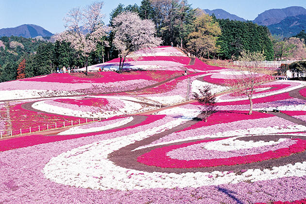 Indahnya Bukit Pink di Hokkaido.