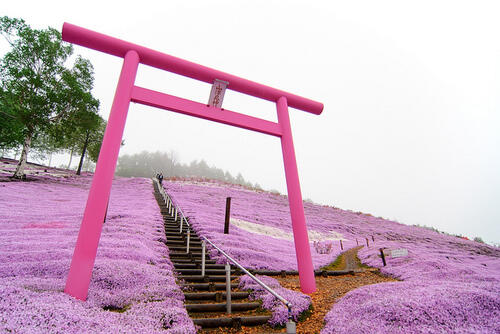 Indahnya Bukit Pink di Hokkaido.