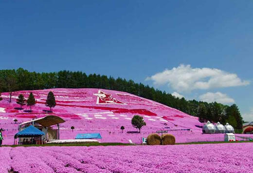 Indahnya Bukit Pink di Hokkaido.