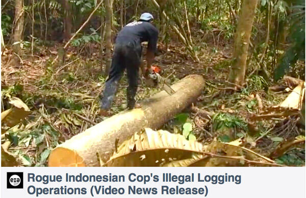 &#91;Kayu Besi&#93; Kayu Ulin Hampir Punah