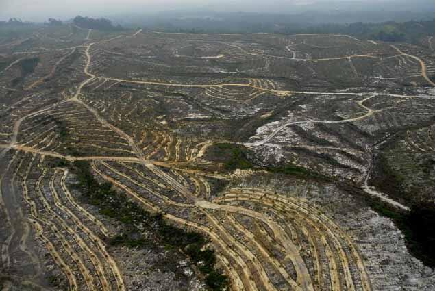 &#91;Kayu Besi&#93; Kayu Ulin Hampir Punah