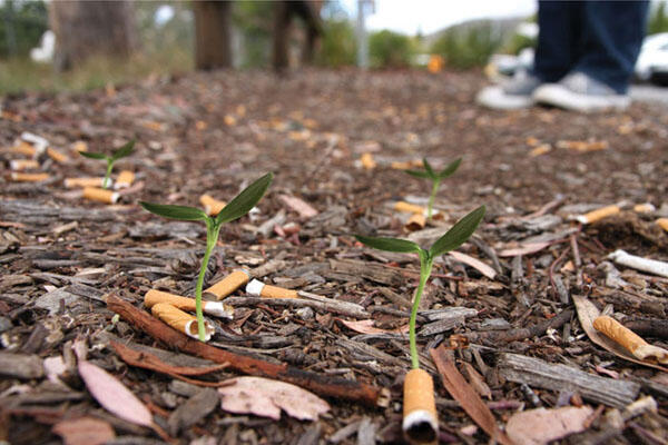 Rokok Biodegradable : Putung rokok untuk penghijauan