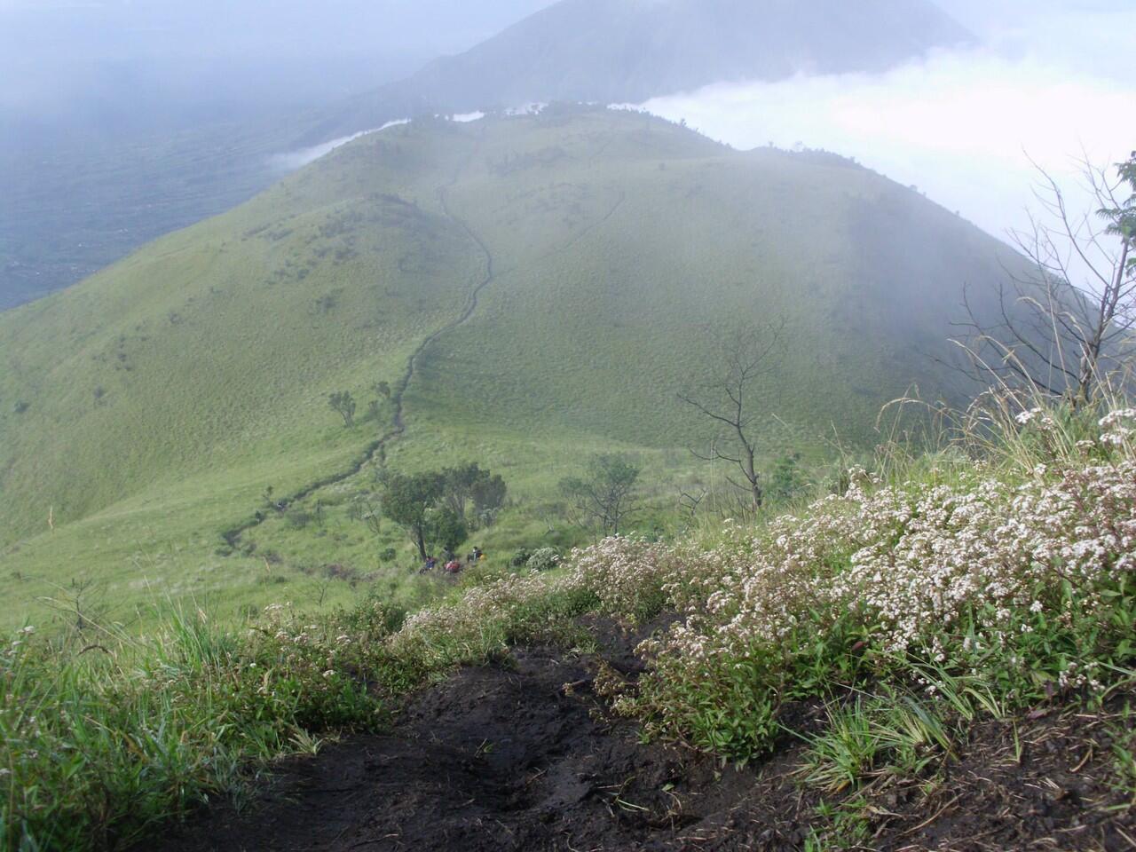 INDAHNYO GUNUNG MERBABU 3145 mdpl