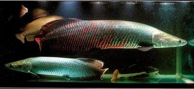 10 Ikan Prasejarah yang Masih Hidup Sampai Sekarang