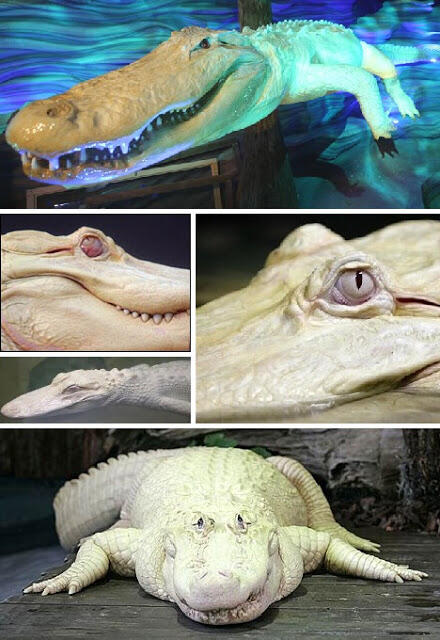 Hewan Albino Unik Dengan Kelaian Kulit Berwarna (++pic)