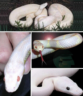 Hewan Albino Unik Dengan Kelaian Kulit Berwarna (++pic)