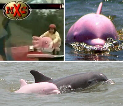 Hewan Albino Unik Dengan Kelaian Kulit Berwarna (++pic)