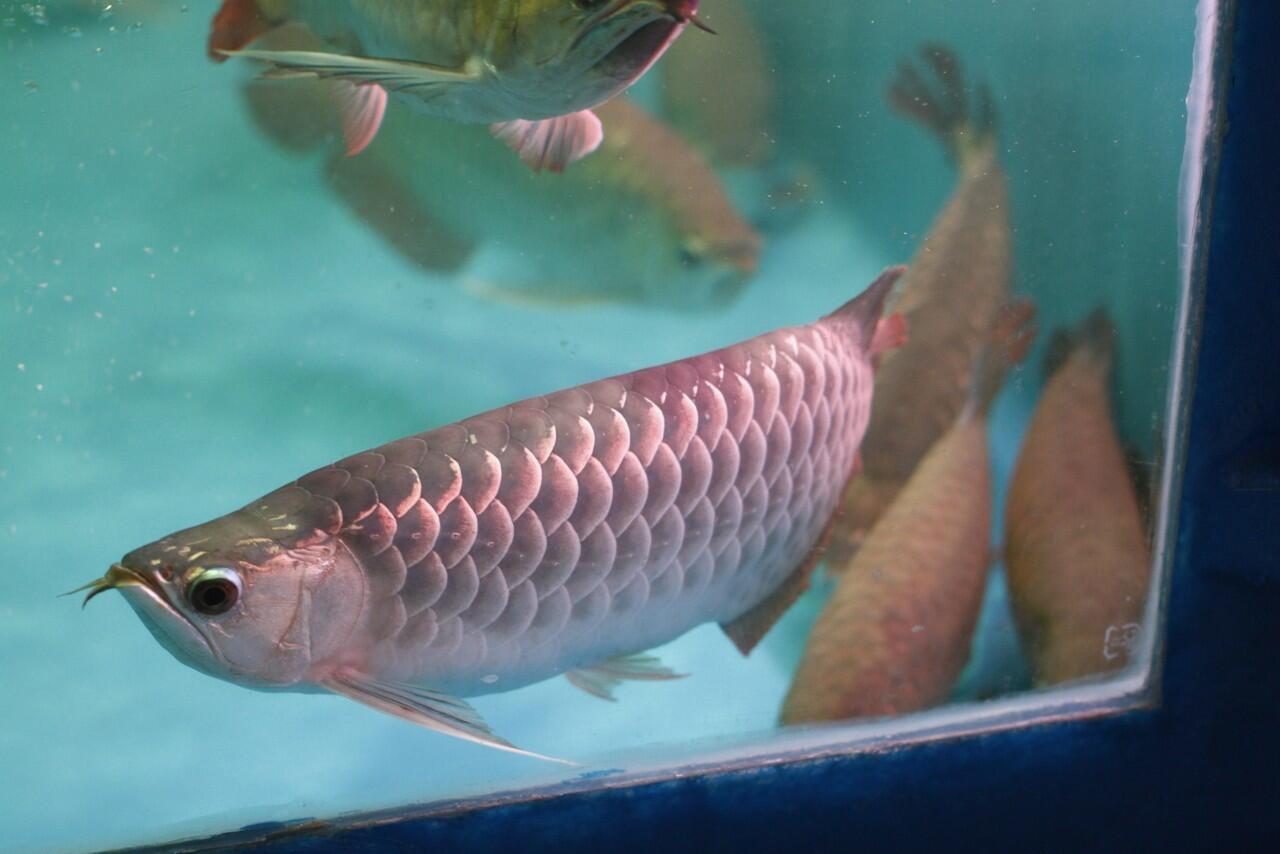 45 Mimpi ikan arwana togel