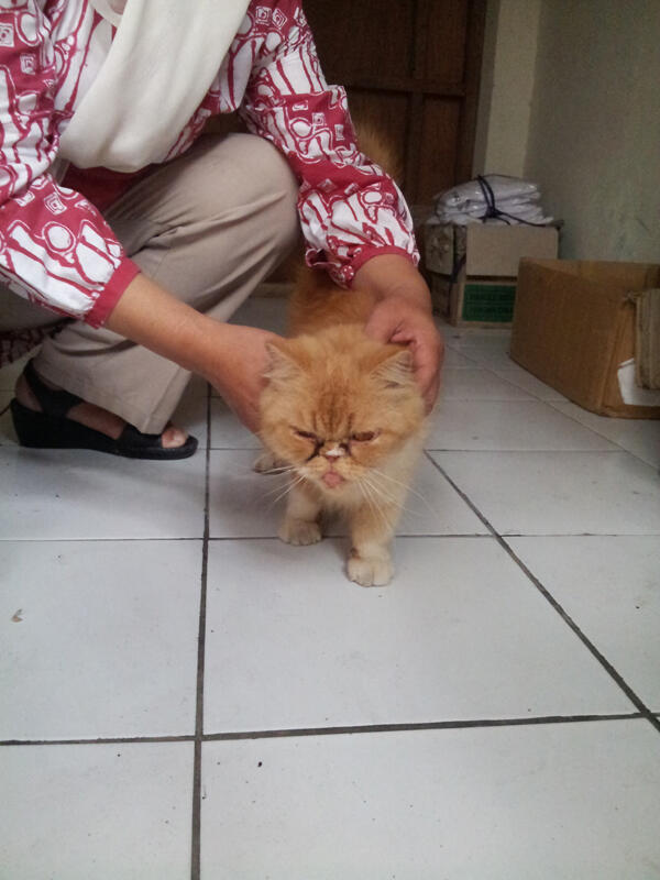 Terjual kucing persia pignose extreem. 2,5jt komplit 