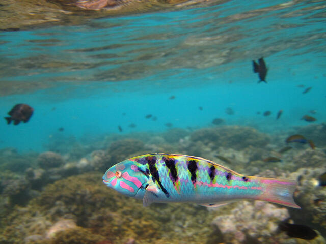 32 Ikan Tercantik di Dunia