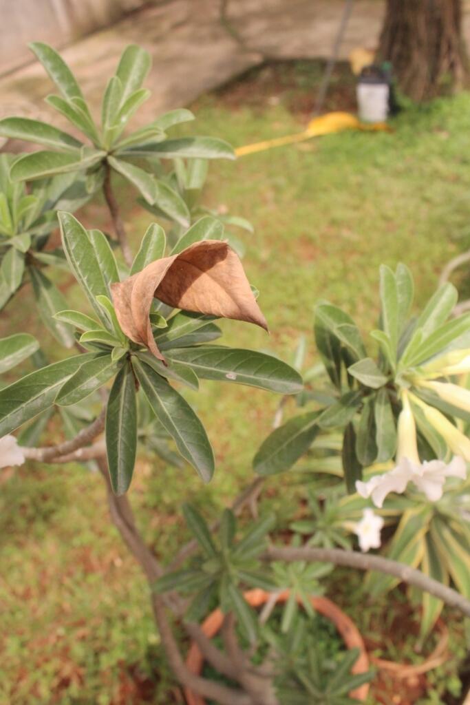 hasil jepretan ane gan... pilih ya gan yang gambar ke berapa yang paling bagus...