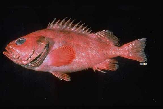 Ikan Berusia 200 Tahun Tertangkap di Alaska