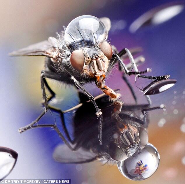 Karya Indah Foto Serangga dengan Air Hujan... Hobi Fotografi Cekibroot Gan!!