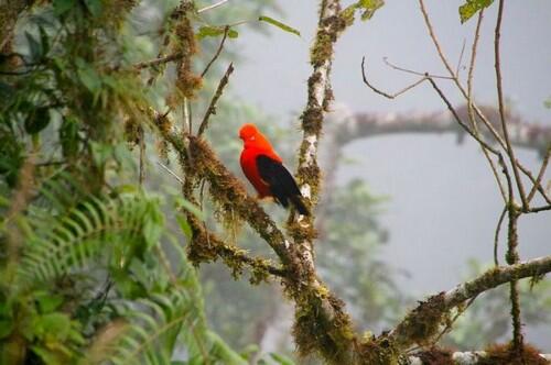 Pemandangan Hutan Hujan Amazon yang Menakjubkan