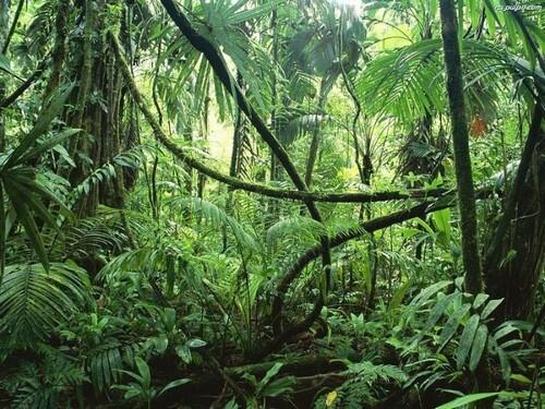 Pemandangan Hutan Hujan Amazon yang Menakjubkan