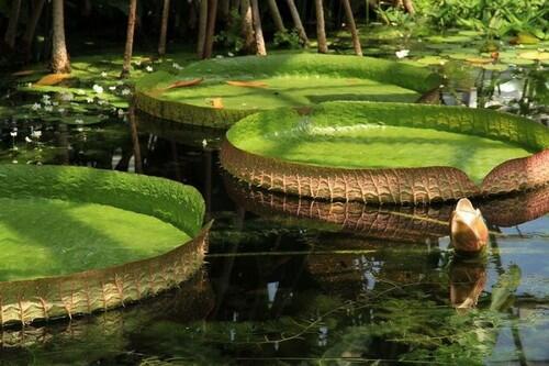 Pemandangan Hutan Hujan Amazon yang Menakjubkan