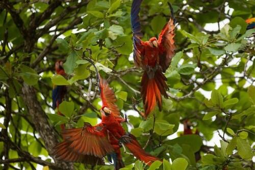 Pemandangan Hutan Hujan Amazon yang Menakjubkan