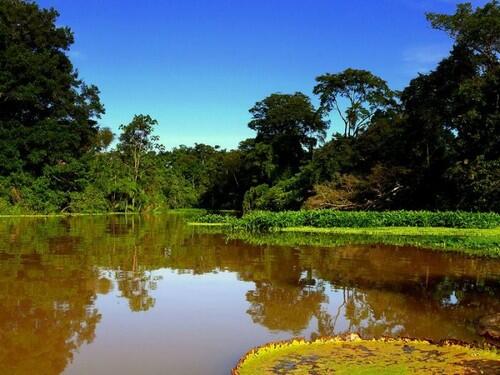 Pemandangan Hutan Hujan Amazon yang Menakjubkan