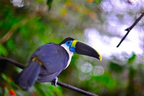 Pemandangan Hutan Hujan Amazon yang Menakjubkan