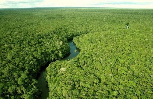 Pemandangan Hutan Hujan Amazon yang Menakjubkan