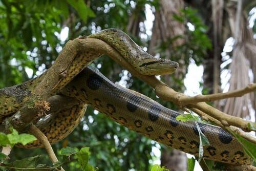 Pemandangan Hutan Hujan Amazon yang Menakjubkan