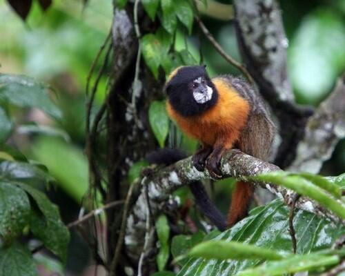 Pemandangan Hutan Hujan Amazon yang Menakjubkan