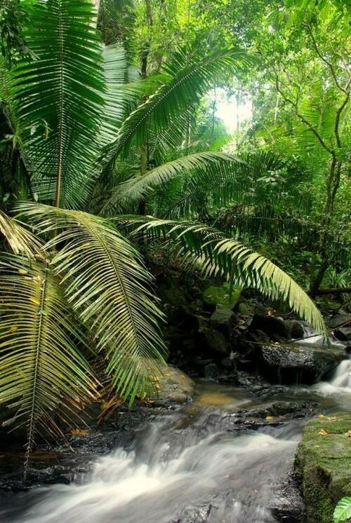 Pemandangan Hutan Hujan Amazon yang Menakjubkan