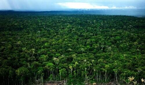Pemandangan Hutan Hujan Amazon yang Menakjubkan