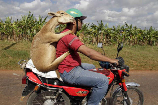 Sepeda Motor Angkutan Serba Guna !!!! Ngakak inside