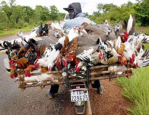 Sepeda Motor Angkutan Serba Guna !!!! Ngakak inside