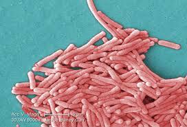 Bakteri-Bakteri Yang Hidup Di Dalam Air Minum