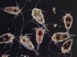 Bakteri-Bakteri Yang Hidup Di Dalam Air Minum