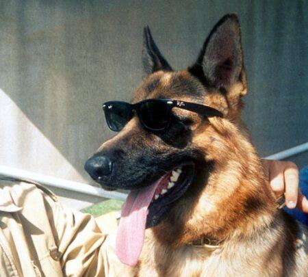 Gunther IV, Anjing Terkaya Sedunia dengan Harta Rp 3,7 Triliun