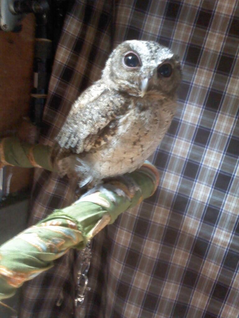 jual scops owl / celepuk