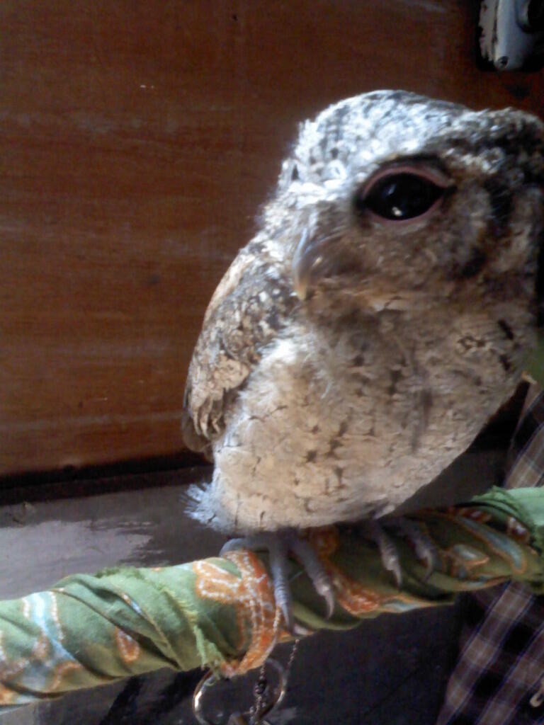 jual scops owl / celepuk