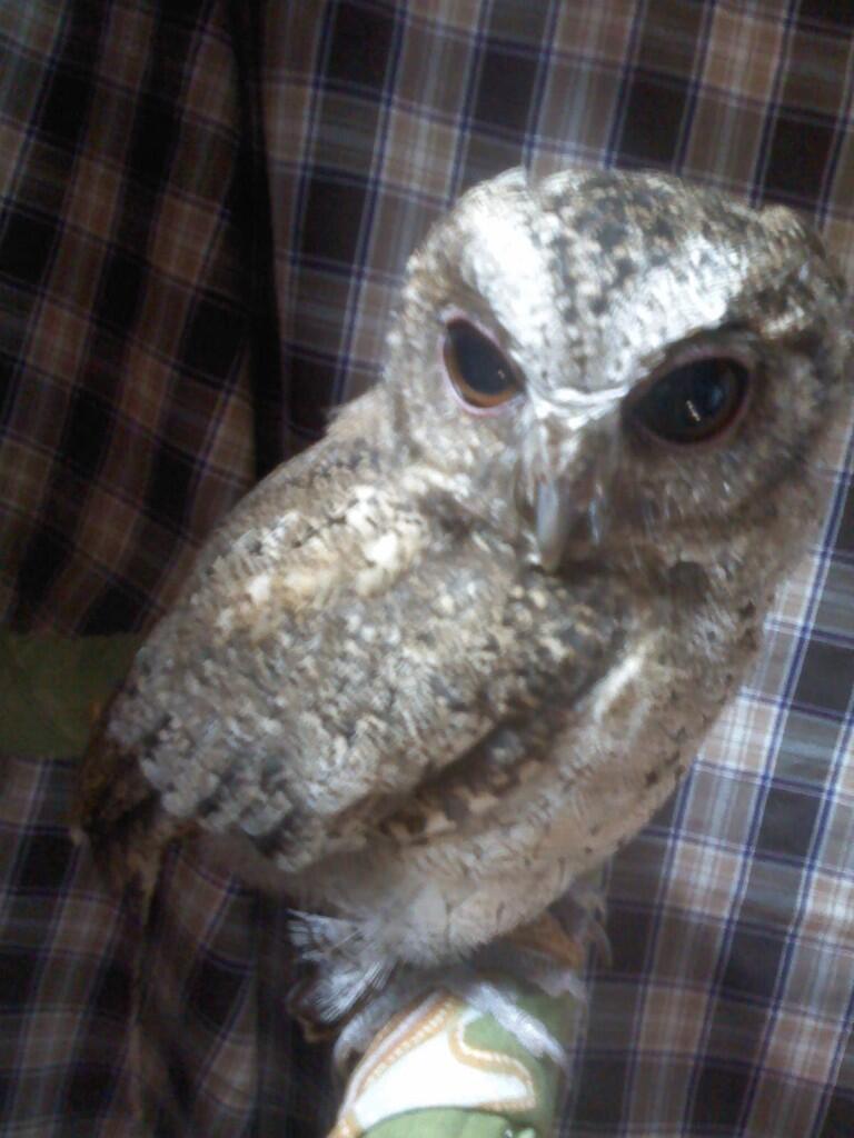 jual scops owl / celepuk